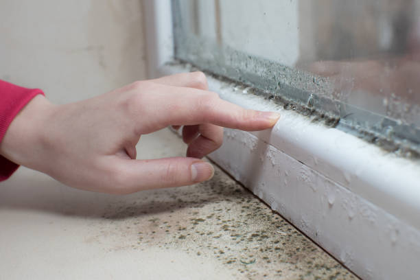Best Post-Construction Mold Inspection  in Beverly Hills, FL
